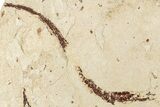 Plate of Partial Fossil Pipefish (Syngnathus & Hipposyngnathus) #293921-1